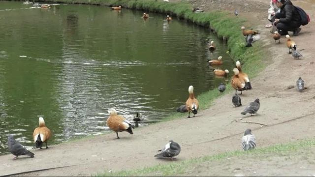 ОгариноеЦарство