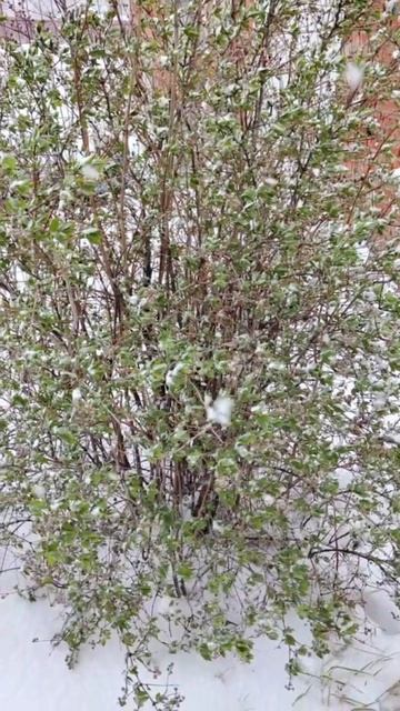 Весенний заснеженный день ❄️