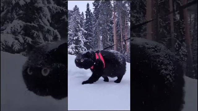Наш TG https://t.me/liveofcats