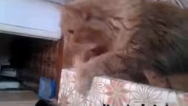 Кот Степан просит есть