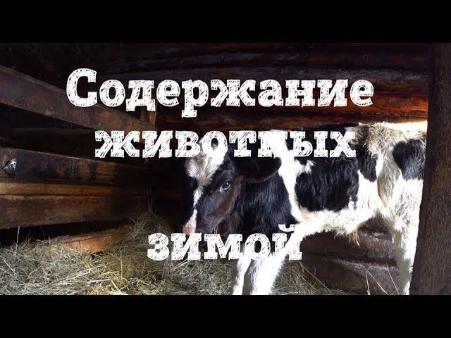 СОДЕРЖАНИЕ СКОТА ЗИМОЙ