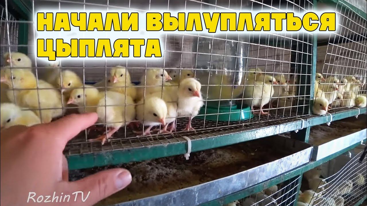 В инкубаторе начали вылупляться цыплята  / Содержание цыплят после инкубации
