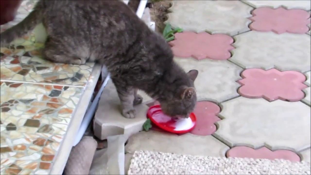 Кот пьет молоко вниз головой