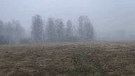 Канадский волк - гибрид. Туманное утро. Апрель 2025.