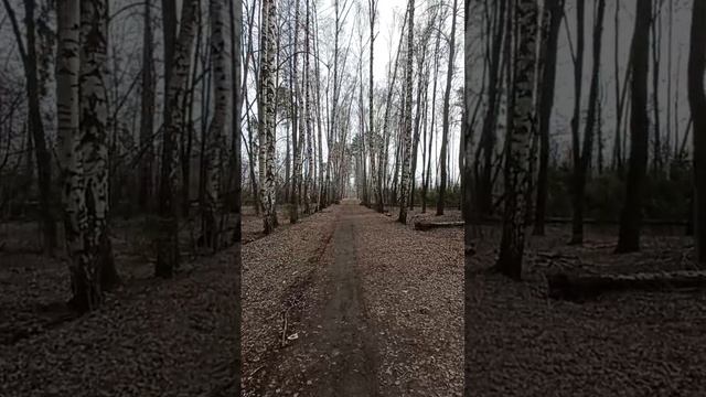 Гибель челюскинского леса