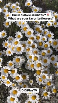 Любите цветы?) #iran #иран #tehran #тегеран #shorts #food #путешествия #music