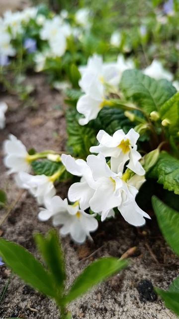 На подиуме Примула🍃🍃💮🍃