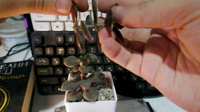 Как обрезать денежное дерево? Как я обрезаю крассулы.