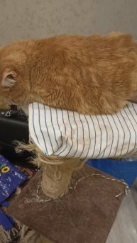 В дорогу собираемся.