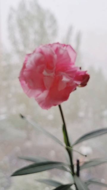 Цветущий олеандр