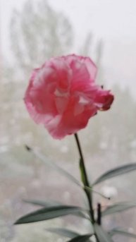 Цветущий олеандр