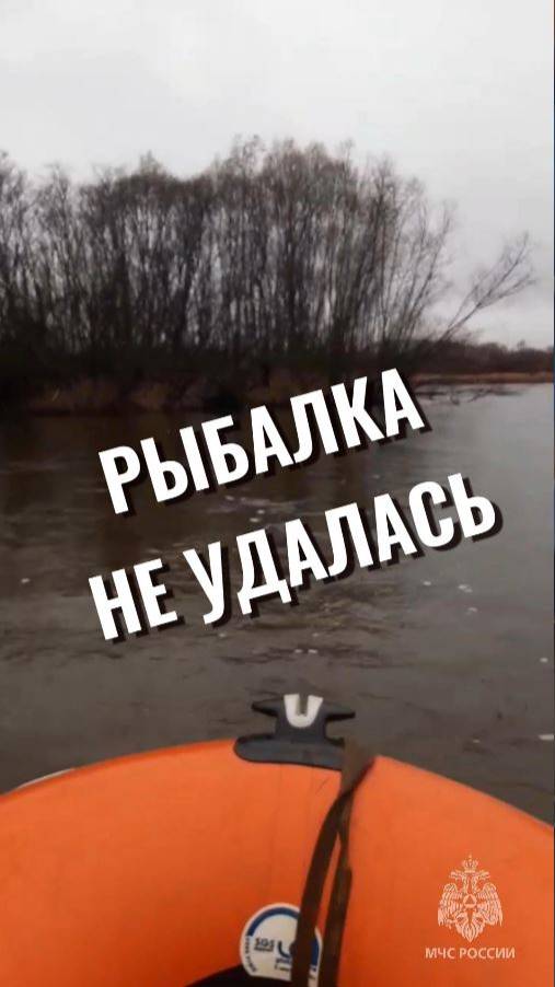Встреча с деревом-расческой