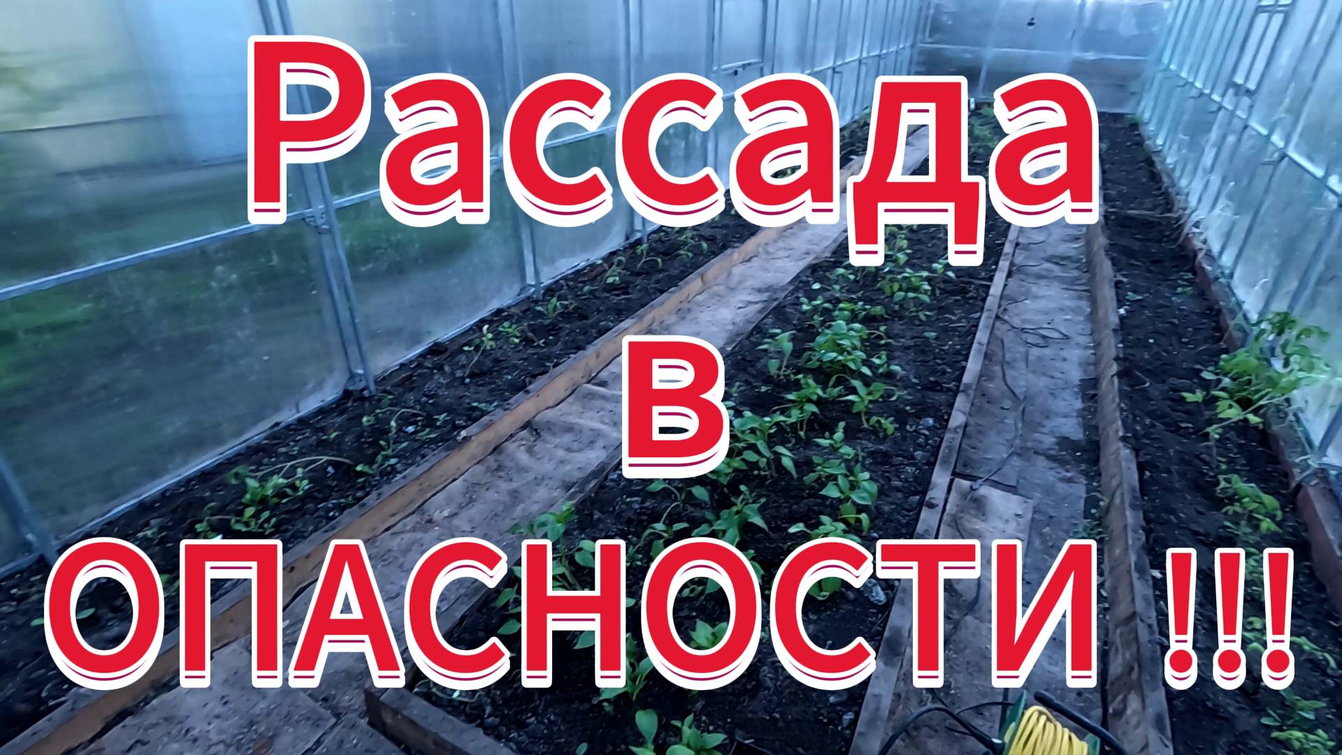 Спасаю рассаду от заморозка