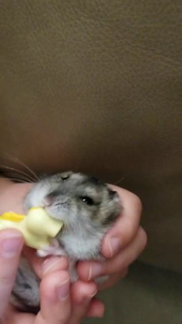 Russian Dwarf Hamster's favourite Toy Yellow Rubber Unicorn Любимая Иргушка Джунгарского Хомяка