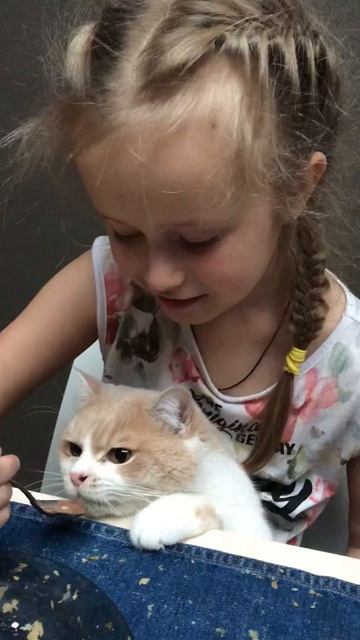 Шотландский кот кушает бельгийский йогурт