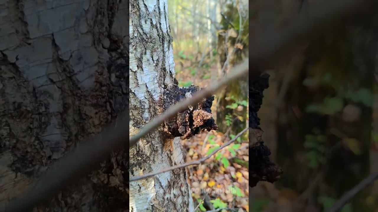 Как растёт.