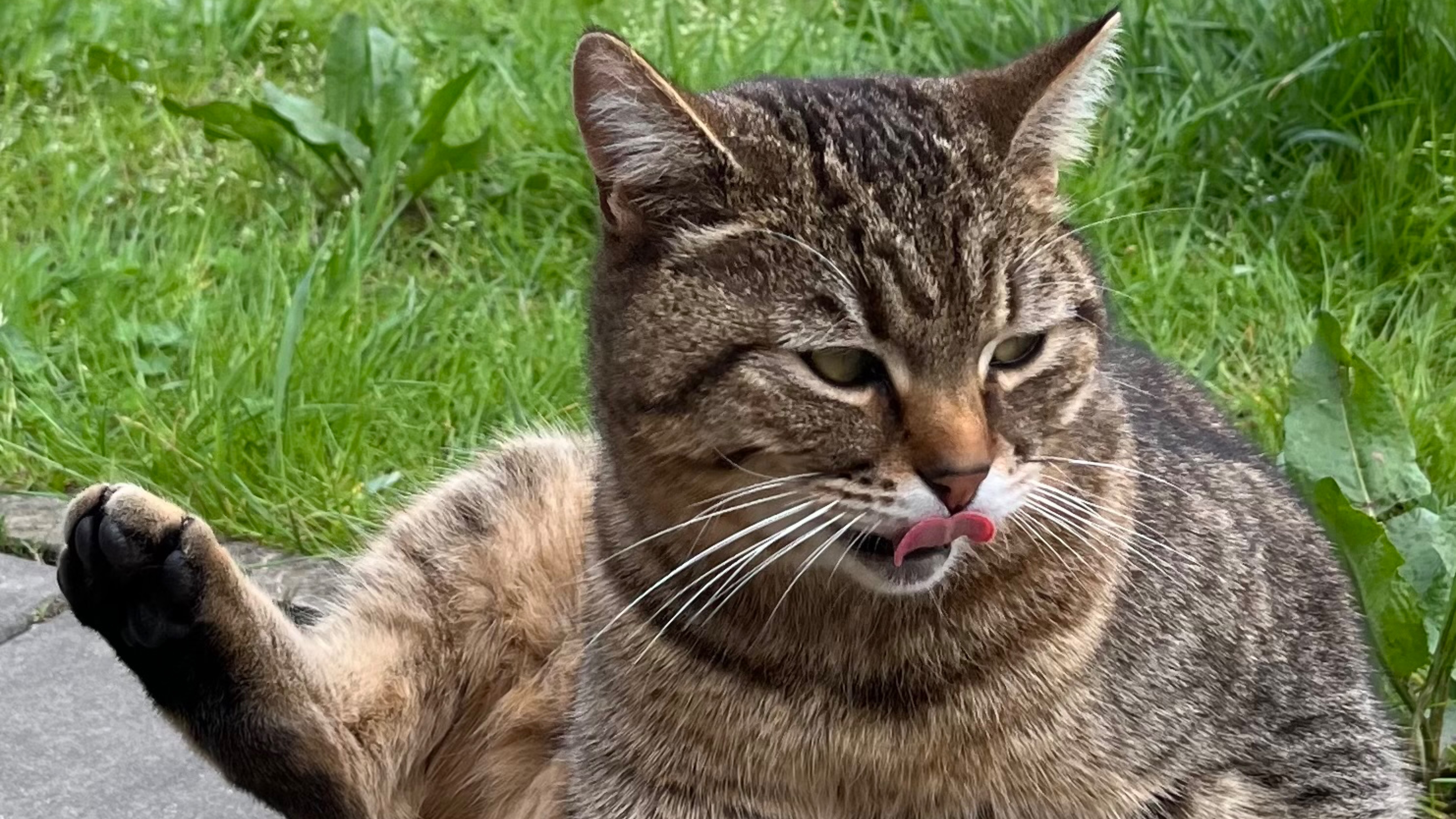 КОТЫ БЫВАЮТ РАЗНЫЕ
