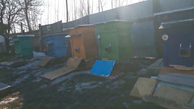 Первый облет пчел на полях))