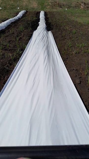 Белая плёнка для бугров под клубнику