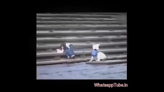 Прикольные и смешные обезьяны