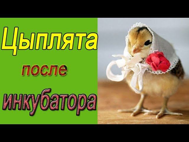 Обзор цыплят.  Цыплята после инкубации.