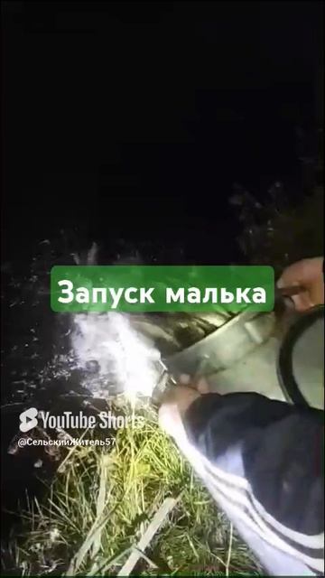 Запуск малька в пруд