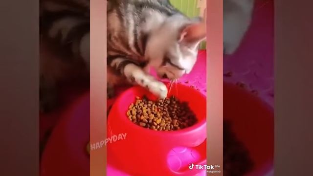 смеялась 1 час 😂 приколы с животными №2