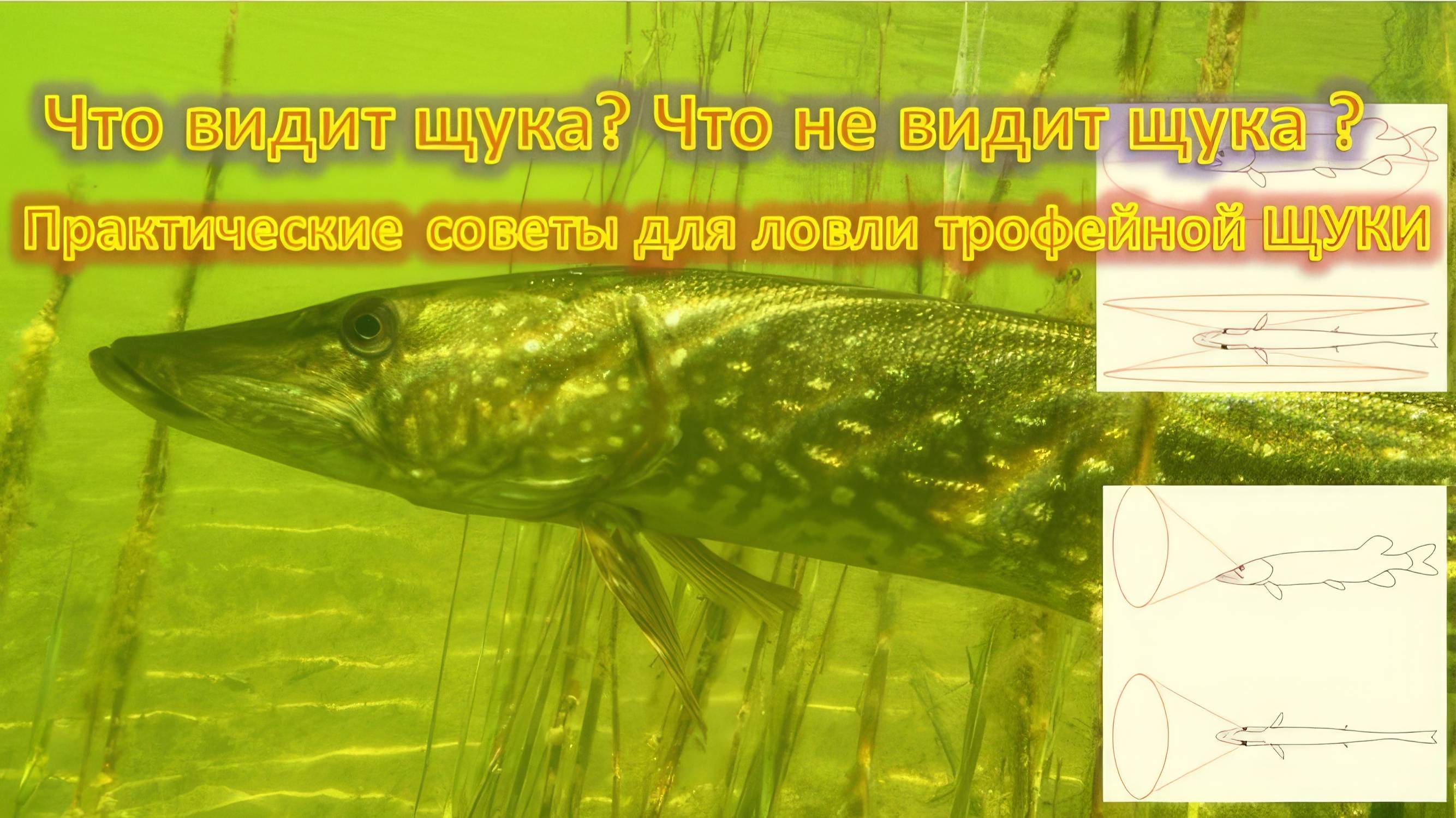 Что видит щука? Что не видит щука ? Практические советы для ловли трофейной ЩУКИ!!!