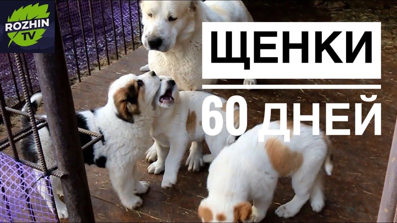 ЩЕНКИ АЛАБАЯ 60 ДНЕЙ