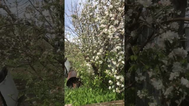 Заморозки губят сады 🔥