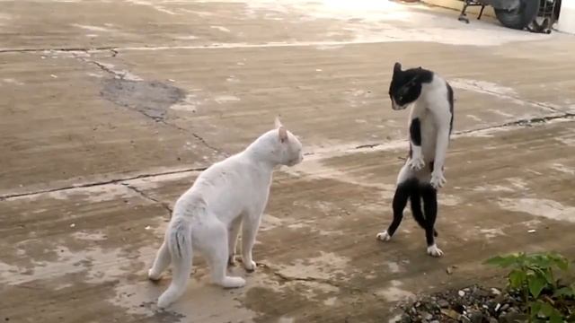 Черный кот( ты чего)...