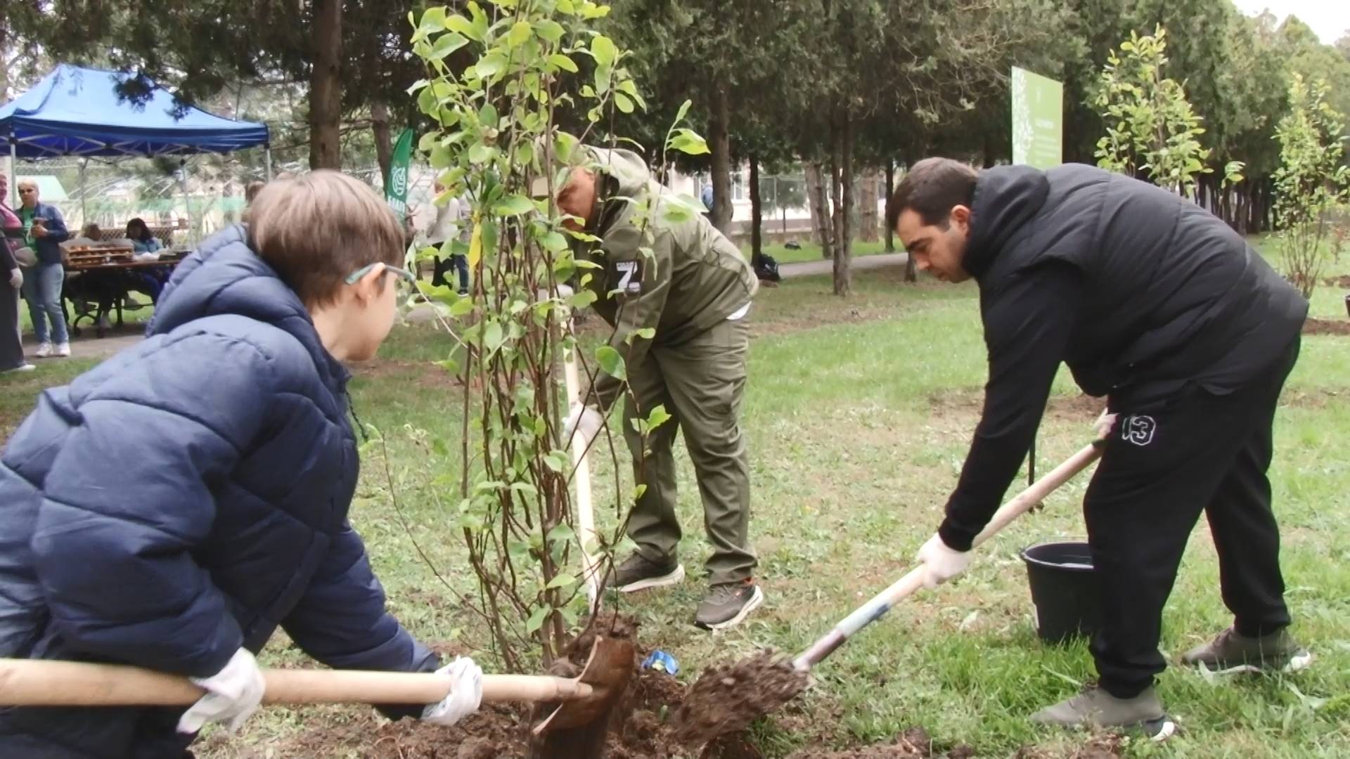 Около 30 магнолий высадили на Пионерском проспекте