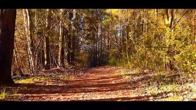 Прогулка по осеннему парку. Безмятежность леса. Пение птиц. Релакс.
