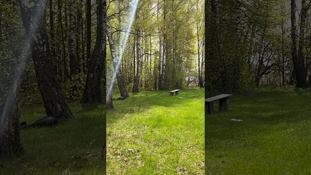 Тихая охота. Часть два. Нападение муравьев.