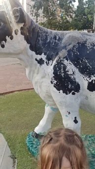 В Краснодаре тоже имеются коровы. Деревенские в городе