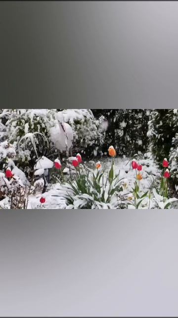 1000003080.mp4.  Апрельский снегопад