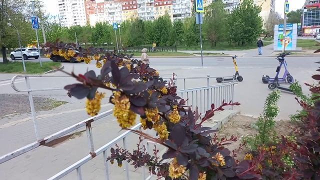 ЧТО ЭТО ЗА РАСТЕНИЕ?