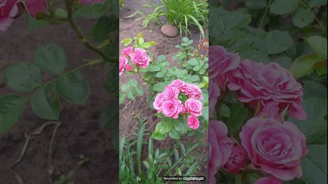 Разбор программы для рисования