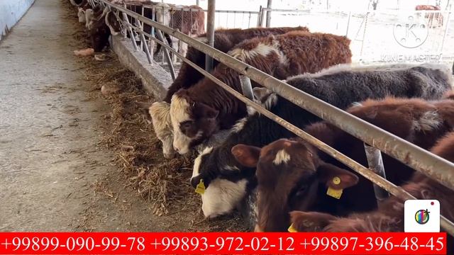 973964845 Fil LAQABLI ANGUS AVLIKO’L BUQQLAR KELDI O’TA baquvvatlari