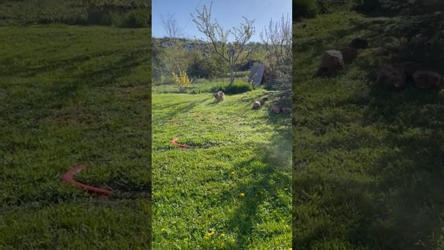 Мирочка на даче 😂😂😂