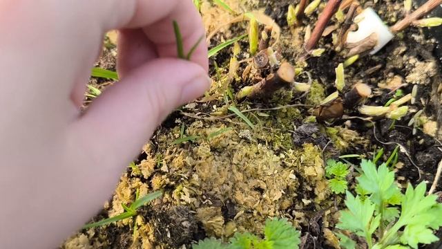 важность обрезки и нормирования куста метельчатой и древовидной гортензии