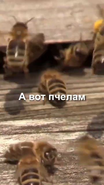 Пчёлы могут обнаружить мины?