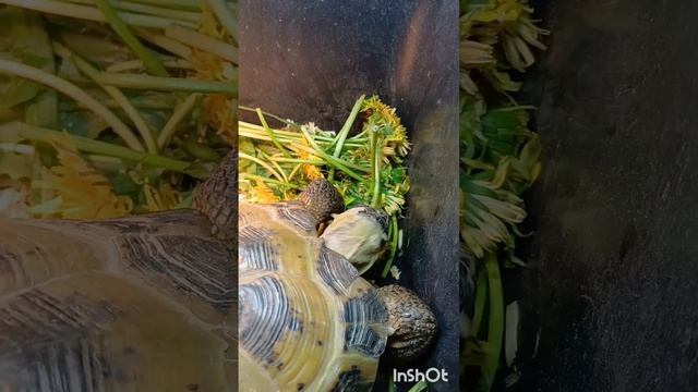 Матильда трапезничает