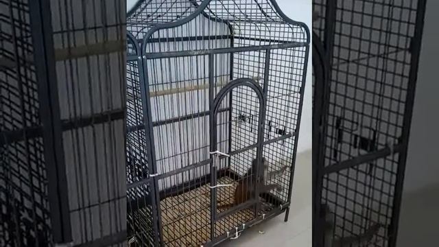 Обезьянка и шарик, смотреть до конца