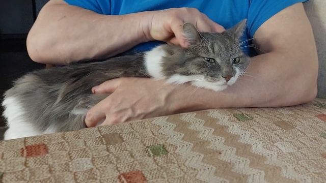 Ласковый кот Тишка