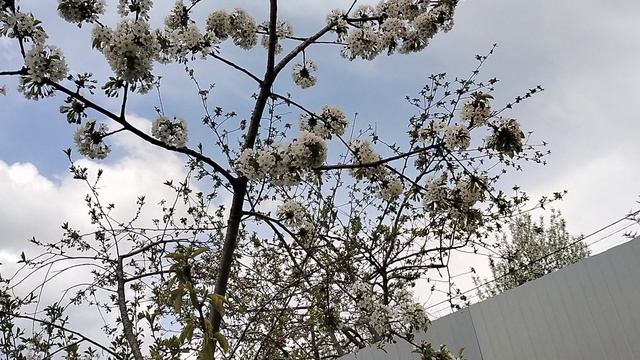 Зацвела черешня, привитая к макушке вишни. Апрель 2025