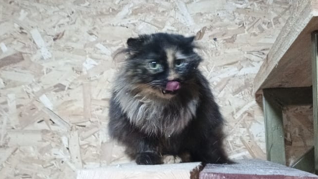 Без кота и жизнь не та