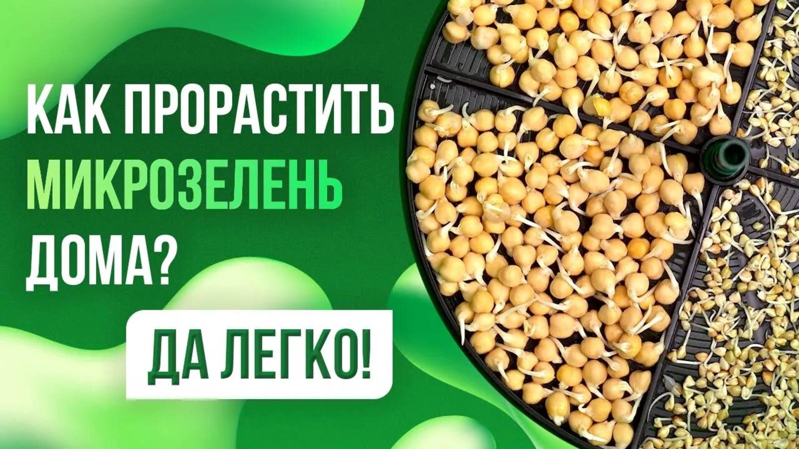Как проращивать микрозелень дома? Оказывается это и правда легко:) Игорь подскажет.