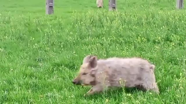 Крымская жизнь!Великое переселение!