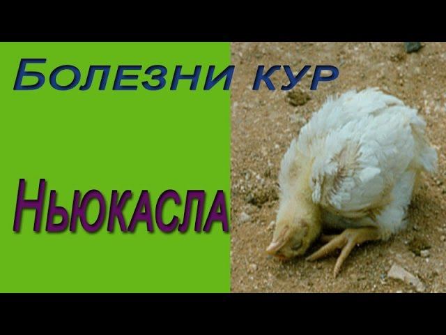 Болезни курицы. Болезнь Ньюкасла вакцинация.